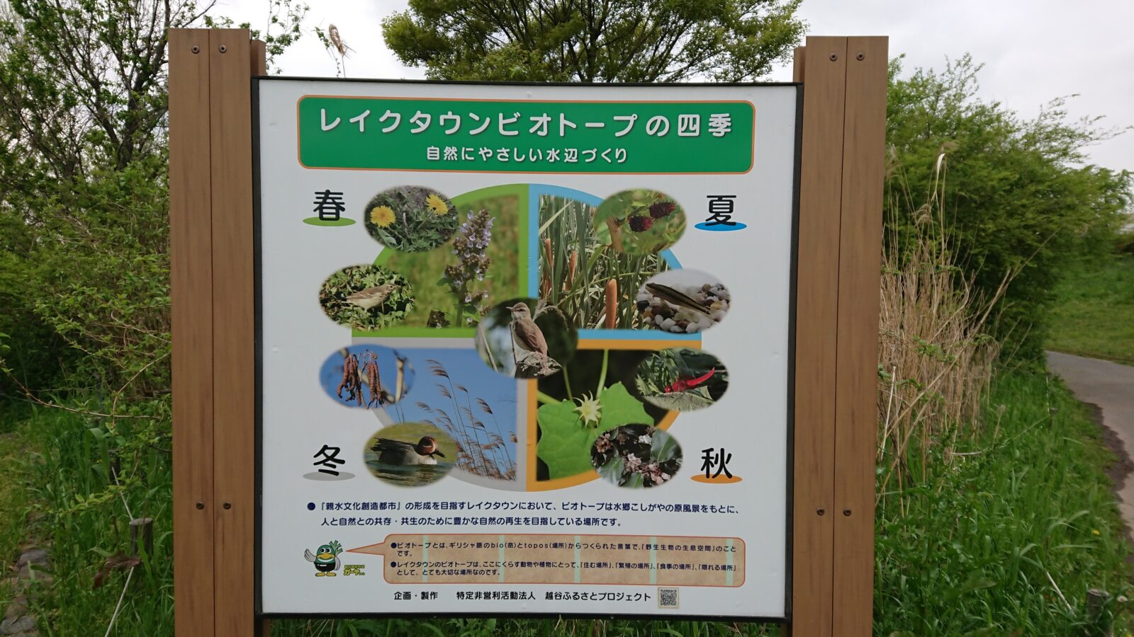 レイクタウン野鳥の画像