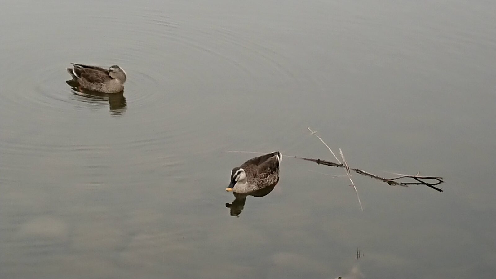 レイクタウン野鳥の画像
